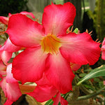 Red Desert Rose Plants Live for Indoor Outdoor Growing, Cold Hardy, Starter Size, 4-7 Inc in Tall Desert Rose Seedling