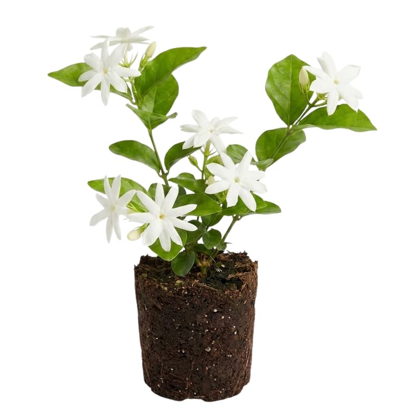 Belle of India Jasmine Plant Live 4-7 Inches Tall, Fragrant Flowering Vine for Garden, Patio Containers and Indoor Growing