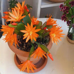 Pack of 2 Orange Easter Cactus Plants, Holiday Cactus Flower Plant Succulent, Size 4 to 7 Inch, Without Pot, Easter Cactus Live Plant