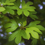 Set 2 Sassafras Seedlings Trees Live Plants, Dormant in Winter, Well-Rooted from 6 to 12 Inches Tall, 1 Year Old Tree, Cold Hardy, Sassafras Tree Live Plant
