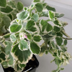 3 Cuban Oregano Plants Live, Fragrant Cuban Herb Plants Ready to Grow Outdoor Garden 4-7 Inch Tall - Variegated Cuban