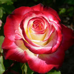 Rose Bush Live Plant, Heirloom Rose Plant Live for Planting, Fragrant Flowers Well Rooted Plant, 5-10 Inch Tall (Delight Rose)