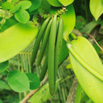 Green Vanilla Orchid Bean Plant - Live Vanilla Orchids for Indoor Outdoor Growing - 3 to 7 Inc Tall, No Pot
