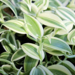 Variegated Vanilla Orchid Bean Plant - Live Vanilla Orchids for Indoor Outdoor Growing - 3 to 7 Inc Tall, No Pot
