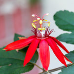Red Passion Flower Plant Live, Passiflora Flowering Vine, Trailing Passion Flowers 4 to 8 Inch Tall