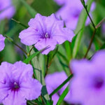 6 Purple Mexican Petunia Plants Live, 4-7'' Tall, Ruellia Simplex Petunia Plants, Flowers Plant