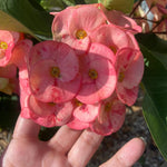 Salmon Euphorbia Crown of Thorns Plant, Perennial Succulent Live Plant Indoor Outdoor 4-7 Inches