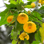 2 Abutilon Plants Live for Planting 4 to 7 Inch Height, Lantern Abutilon Live Plants Bell Shaped Flowers, Abutilon Flowering Live Plants (Yellow Abutilon Plants)