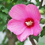 1 Rose of Sharon Plant Live, in Pot, Althea Hibiscus Syriacus Flowers 6 to 14 Inch Tall (Pink Rose of Sharon)