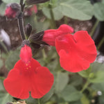 3 Hot Lips Sage Salvia Plants Live, Well Rooted Sage Flowering Plants, Hardy Perennial Bushes Shrubs Live Plant with Bright Red Blooms, Turn Red in Summer