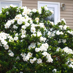 2 Jasmine Plants Live, Fragrant White Jasmine Live Plants, Fast Growing Flower Plants for Outdoor Garden, 5-7'' (Frostproof Cape Jasmine)