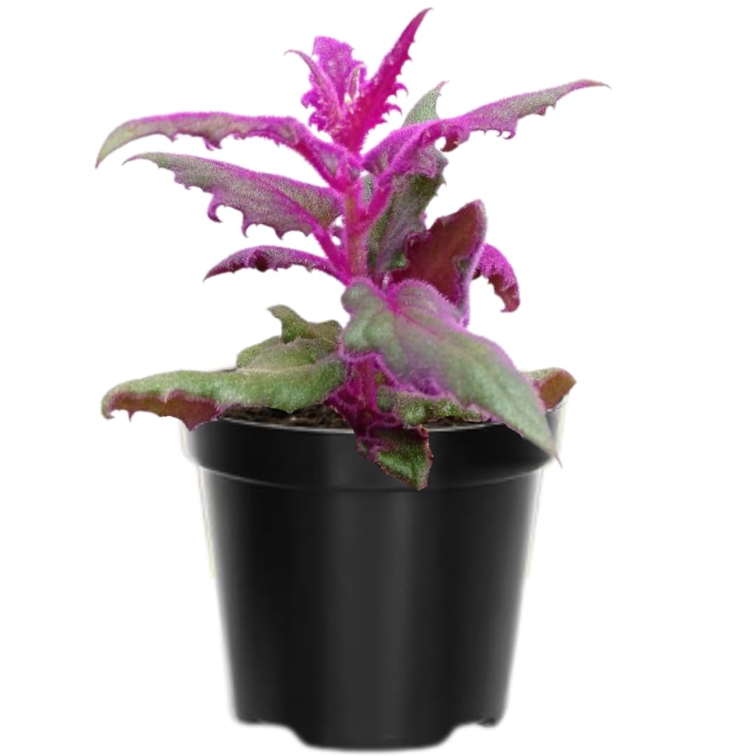 2 Gynura Aurantiaca Purple Passion Plants Live, 4-9 Inch Tall, Purple Passion Velvet Plants Live House Plant to Grow