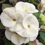 Set 2 White Euphorbia Milii Plants, Crown of Thorns Live Plant, 5-8 Inc Tall, Hardy Euphorbia Flowering Houseplants