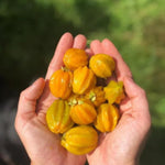 Yellow Star Surinam Cherry Tree Live Plant, 2-3 Feet in 1 Gallon Pot, Fast-Growing and Ready to Bear Fruit, High-yieding Outdoor Spring Planting, No CA