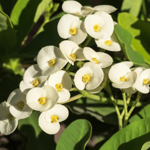 2 Euphorbia Milii White Crown of Thorns Plant Live, Cold Hardy Succulent Houseplant 4-7" Tall with Constant Blooms