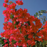 Set 2 Red Pink Bougainvillea Plants Live, Flowering Bougainvillea Vine 4-8 Inches Tall, Climbing Plant for Outdoor Garden and Trellis