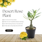 02 Double Yellow Desert Rose Live Plants, Starter Adenium 3-6 Inches Tall, No Pot, No Flower, Tropical Flowering Succulent Plants for Indoor Outdoor Growing