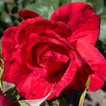 Rose Plant Live for Planting Indoor Outdoor, 5-10 Inch Tall, Fragrant Flowers Well Rooted, Roses Bush Shrub (Rare Red Rose)
