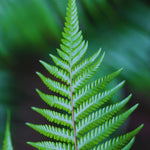 Set of 20 Hay Scented Fern Roots, Perennial Fern Roots Gardening