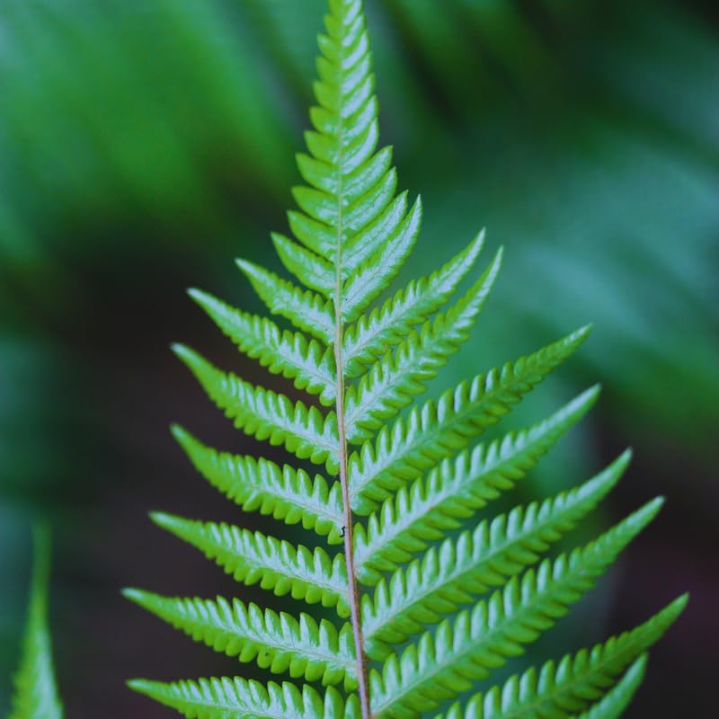 Set of 20 Hay Scented Fern Roots, Perennial Fern Roots Gardening
