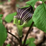 5 Jack in The Pulpit Bulbs for Planting Indoor Outdoor, Jack in The Pulpit Tubers Ready to Grow