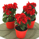 2 Multi Varieties Poinsettia Plants Live, Winter Red Rose Poinsettia Flowers for Holiday Christmas Gift, Decoration Houseplant 5-10" in Tall, No Pot