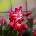Live Red Christmas Cactus Live Plant 4–6 Inches Tall, Winter Blooming False Thanksgiving Cactus Well Rooted, Flowering Houseplant for Home and Office