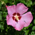 1 Rose of Sharon Plant Live, in Pot, Althea Hibiscus Syriacus Flowers 6 to 14 Inch Tall (Pink Rose of Sharon)