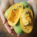 2 Pawpaw Trees Live Plants, 6-12 Inch Tall Paw Paw Fruit Tree in Quart Pot, Cold Hardy Edible Fruit Tree for Home Orchard