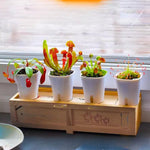 Mix of 6 Pitcher Plant Nepenthes, Green, Red Fly Trap Live Plants, Easy to Grow Tropical Collection, Starter Size, Each Type 2 Plants