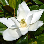 Magnolia Tree Live Plant 6 to 12 Inch Height, Fragrant Magnolia Plant Live to Grow, Magnolia Bush Flowers (Sweetbay Magnolia)