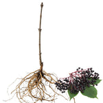 Black Elderberry Bush Live Plant, Berry Shrub, 8-12 Inch Tall