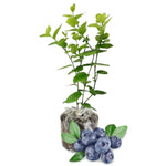 1 Blueberry Bush Live Plant 5 to 9 Inch Tall, Blueberry Plant Live for Planting, Sweet Blueberries Fruit Tree Live Plant (Sharpblue Blueberry)
