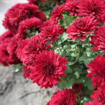3 Hardy Chrysanthemum Plants Live, Red Mums Plants Live, 5 to 7 Inc Tall, Chrysanthemum Flowers Perennials Gardening Outdoor