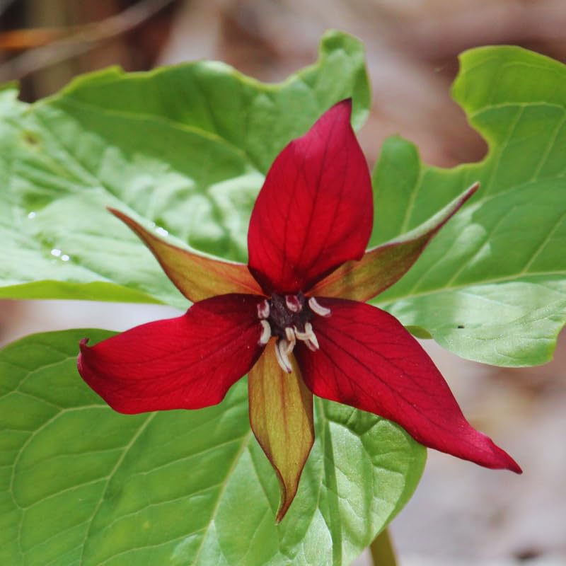 10 Bulbs of Mix Trillium Bulbs, Large Bulbs, Trillium Perennial Flower Bulbs, Trillium Bulb for Planting Indoor Outdoor, Trillium Flower Bulbs