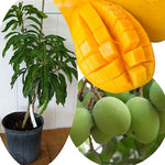 No CA, Grafted Mango Tree Live Plant, 2 Years Old Ready to Bear Fruit, 2-3 Ft Mango Plant for Spring Planting (Triple)