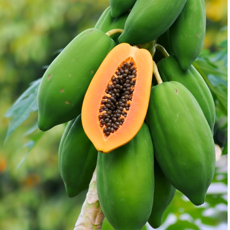 Papaya Tree Live Plant, 8 Months Old Seedlings 5-10" in Tall in 4" Pot, Fast-Growing Tropical Fruit Tree, No CA