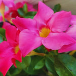 Set of 2 Mandevilla Plants Live, Pink Mandevilla Live Plants, 5 to 6 Inches Tall, Mandevilla Well Rooted