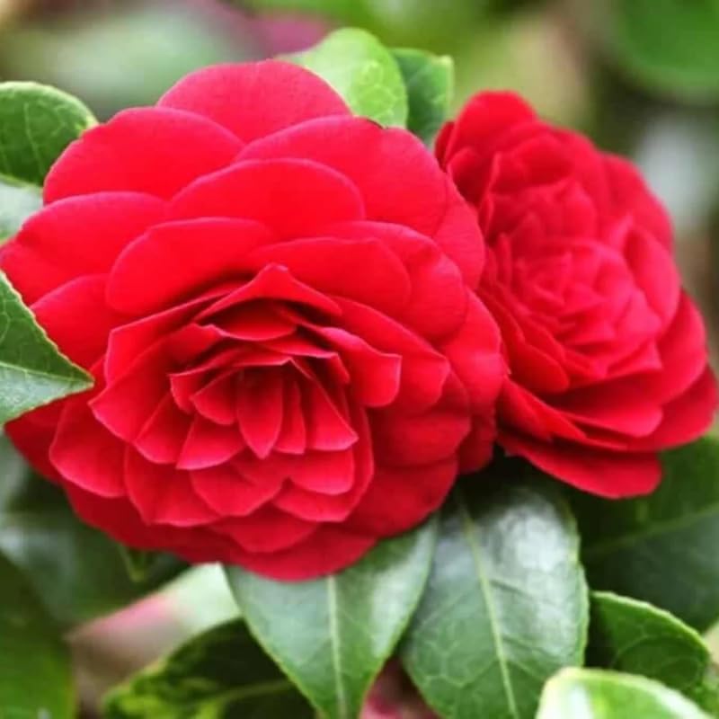 Red Camellia Live Plant, 10-12 Inch Tall Camellia Japonica in 4" Pot, Flowering Shrub for Indoor or Outdoor Planting