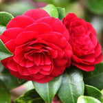 Camellia Live Plant, 10-12 Inch Tall Camellia Japonica in 4" Pot, Flowering Shrub for Indoor or Outdoor Planting