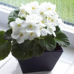 White African Violet Live Plant in 4” Pot, Blooming Indoor Houseplant, Easy Care Flowering Plant for Home or Office Décor