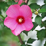 1 Pink Althea Rose of Sharon Tree Live Plant 6-12 Inch Height, Pink Hibiscus Plant Live Bareroot, Hibiscus Syriacus Flowers