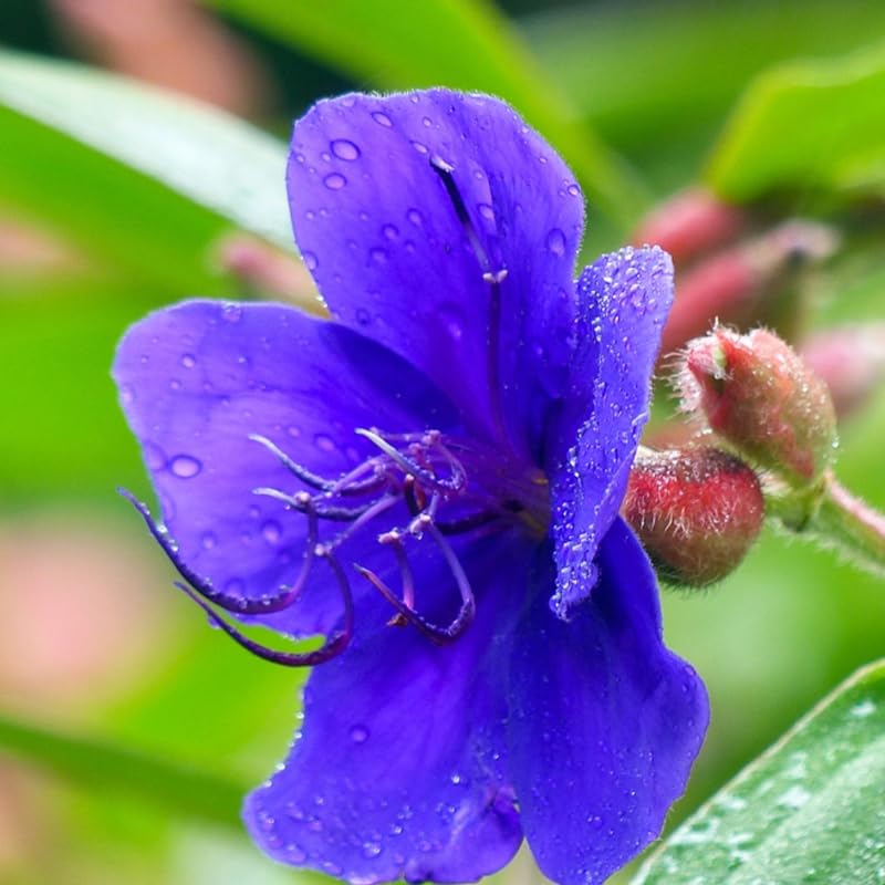 Lot 3 Blue Tibouchina Plants Live for Growing Indoor Outdoor 5 to 8 Inch Tall, Blue Tibouchina Live Plant, Tibouchina Flower