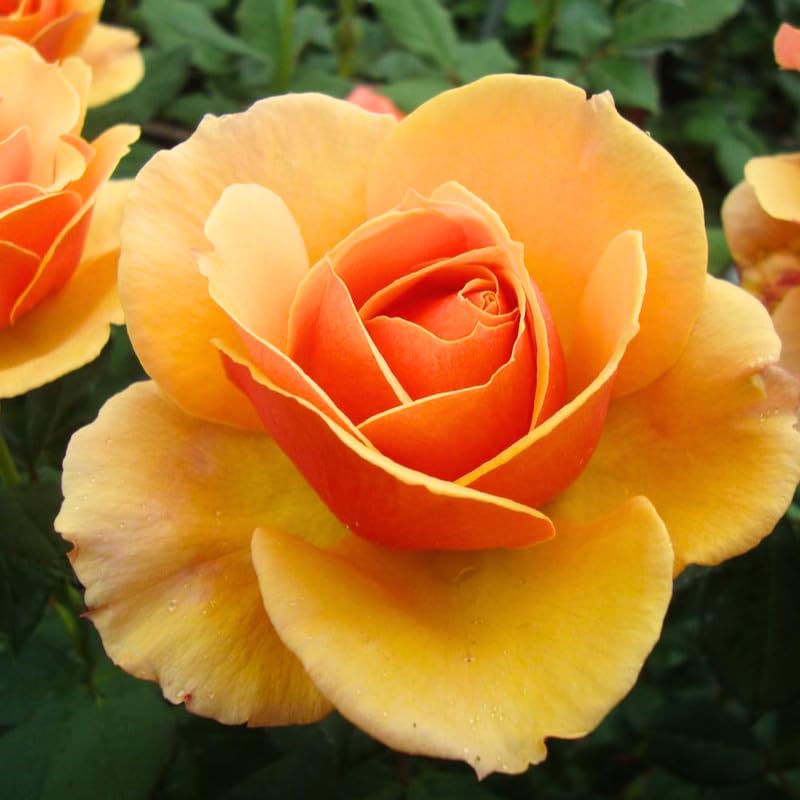 Rose Plant Live for Planting Indoor Outdoor, 5-10 Inch Tall, Fragrant Flowers Well Rooted, Roses Bush Shrub (Orange Rose)