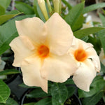 2 Apricot Dipladenia Bushes Flower Plants, Pink Flowering Plants, 4-8 Inches, Outdoor Growing