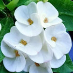 White Euphorbia Crown of Thorns Plant, Perennial Succulent Live Plant Indoor Outdoor 4-7 Inches