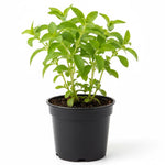 Stevia Plants Live, Herbs Garden Outdoor Indoor, Live Stevia Plant 4'' Pot