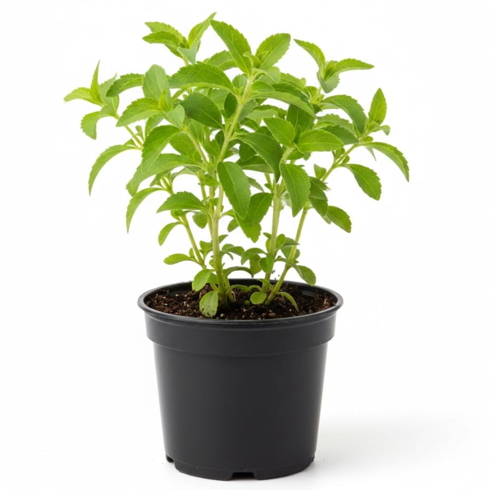 Stevia Plants Live, Herbs Garden Outdoor Indoor, Live Stevia Plant 4'' Pot