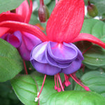 2 Dark Purple Fuchsia Live Plants 4-7'' Tall, Hardy Hanging Basket Flower Plant, Shade Loving Blooming Fuchsia Starter Plants
