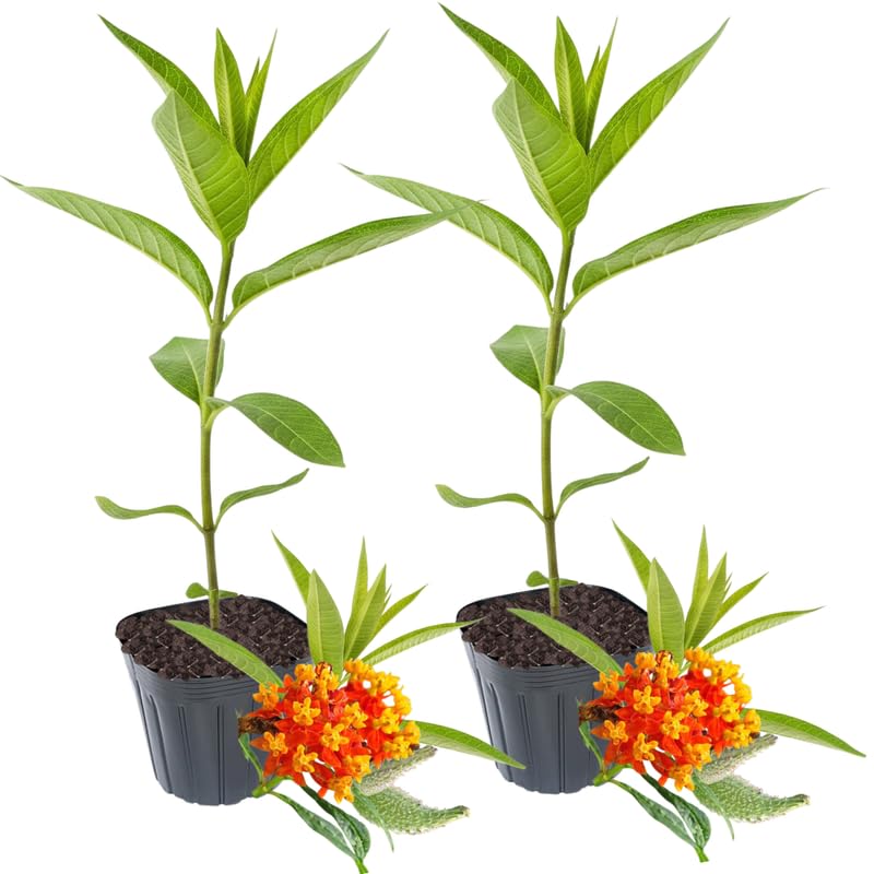 2 Butterfly Milkweed Plants Live, Asclepias Tuberosa Tropical Milkweed Flowers for Butterfly Garden, 4-9" Tall Perennials, No Pot Included (Red Milkweed)